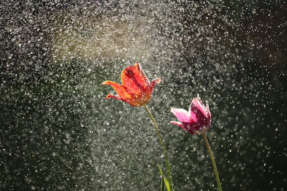 rain on flowers