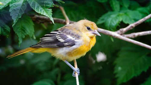 Boston oriole