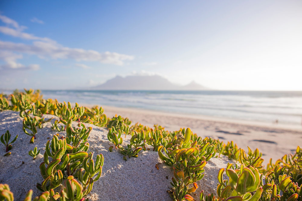 Table mountain